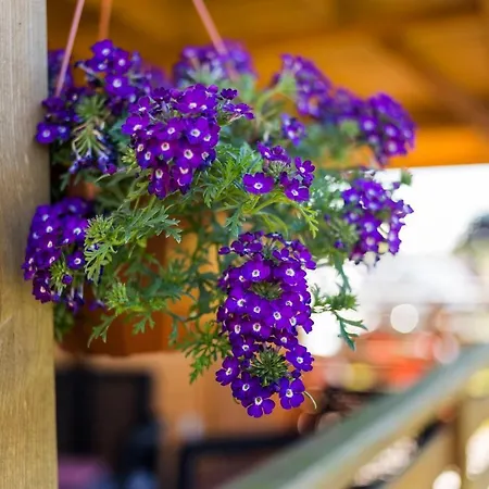 シャレー U Marleny ウストカ